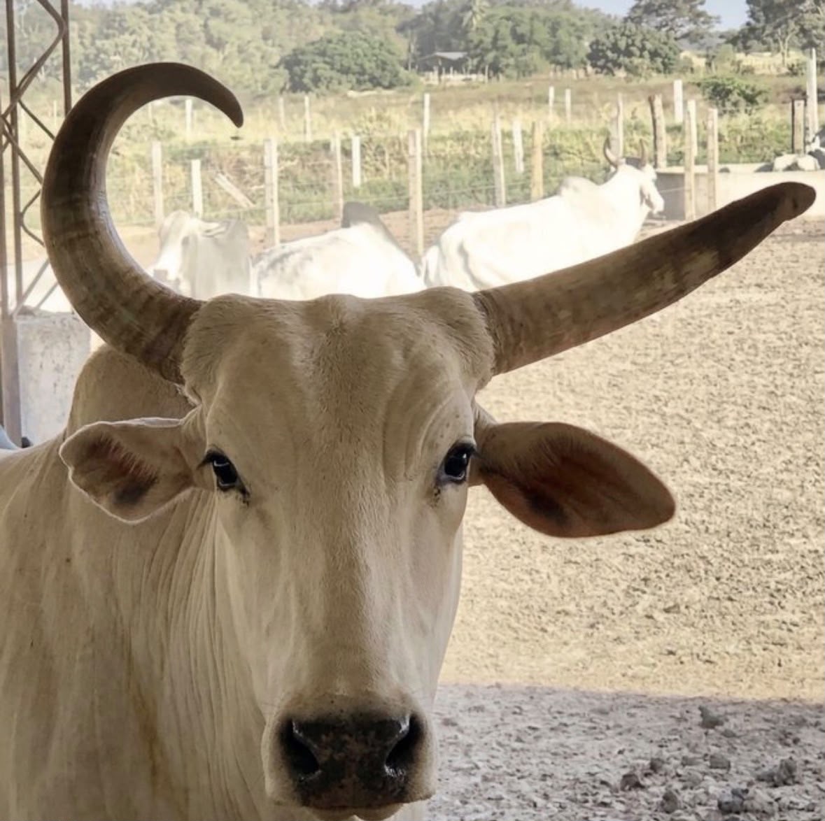 Horny the cow, with one curved horn and one straight horn
